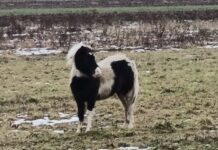 Gorzyce – dzielnicowi zaopiekowali się kucykiem, który uciekł od nowego właściciela