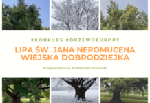 Głosujmy na Wiejską Dobrodziejkę – sędziwą lipę z Dulczy Wielkiej