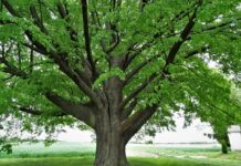 Wybierzmy Europejskie Drzewo Roku z naszego regionu!