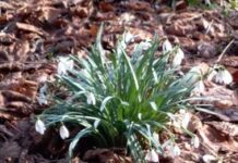 Dzień (w sumie pożytecznej) Teściowej