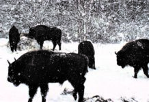 W Lasach Janowskich jest nowy król