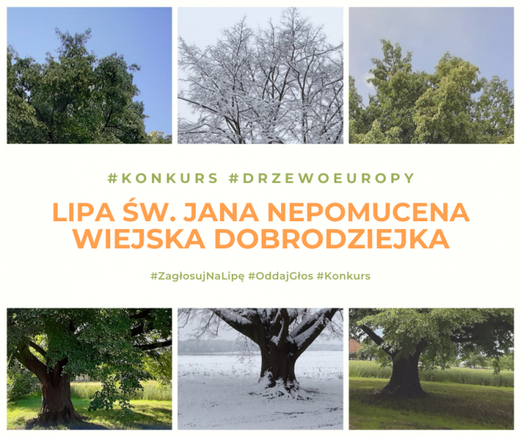 Głosujmy na Wiejską Dobrodziejkę – sędziwą lipę z Dulczy Wielkiej